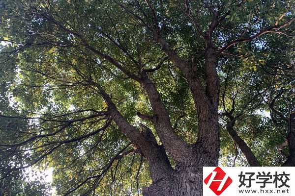 湖南省商業(yè)職業(yè)中專學(xué)校在哪里？升學(xué)就業(yè)怎么樣？
