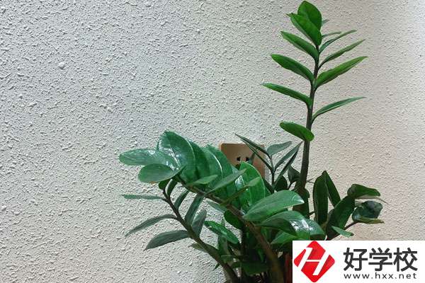 安鄉(xiāng)縣職業(yè)中專學(xué)校有哪些專業(yè)?如何收費(fèi)？
