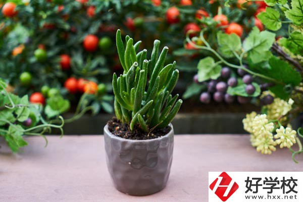 長沙市醫(yī)藥中專學(xué)校有哪些熱門專業(yè)？
