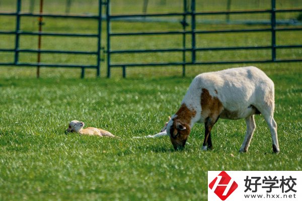 張家界旅游學校的優(yōu)勢在哪里？