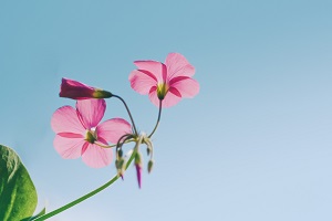招生院校對(duì)?？飘厴I(yè)生的要求頗多