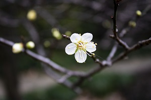 如何進(jìn)行專升本報考準(zhǔn)備