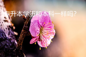 專升本學(xué)歷和本科一樣嗎？
