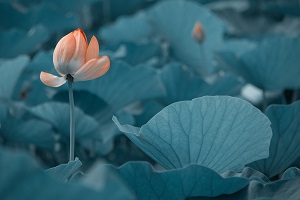 很多考生在結(jié)束了高考之后，由于成績(jī)不理想，未能如愿進(jìn)入理想的大學(xué)